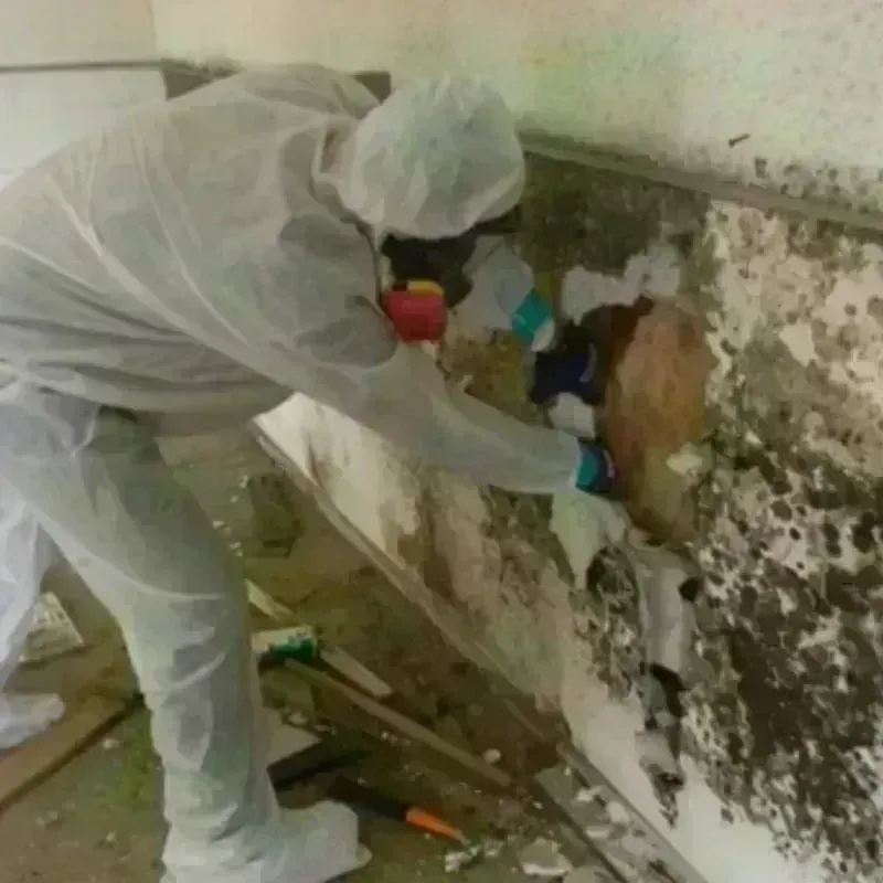 Mold Remediation and Removal in Cutler, CA